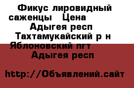 Фикус лировидный саженцы › Цена ­ 2 000 - Адыгея респ., Тахтамукайский р-н, Яблоновский пгт  »    . Адыгея респ.